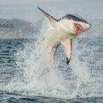 Shark Week! How to Avoid Attacks and More Than Just Avoiding Bites