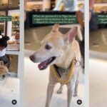 Gold Chain to Pet Dog